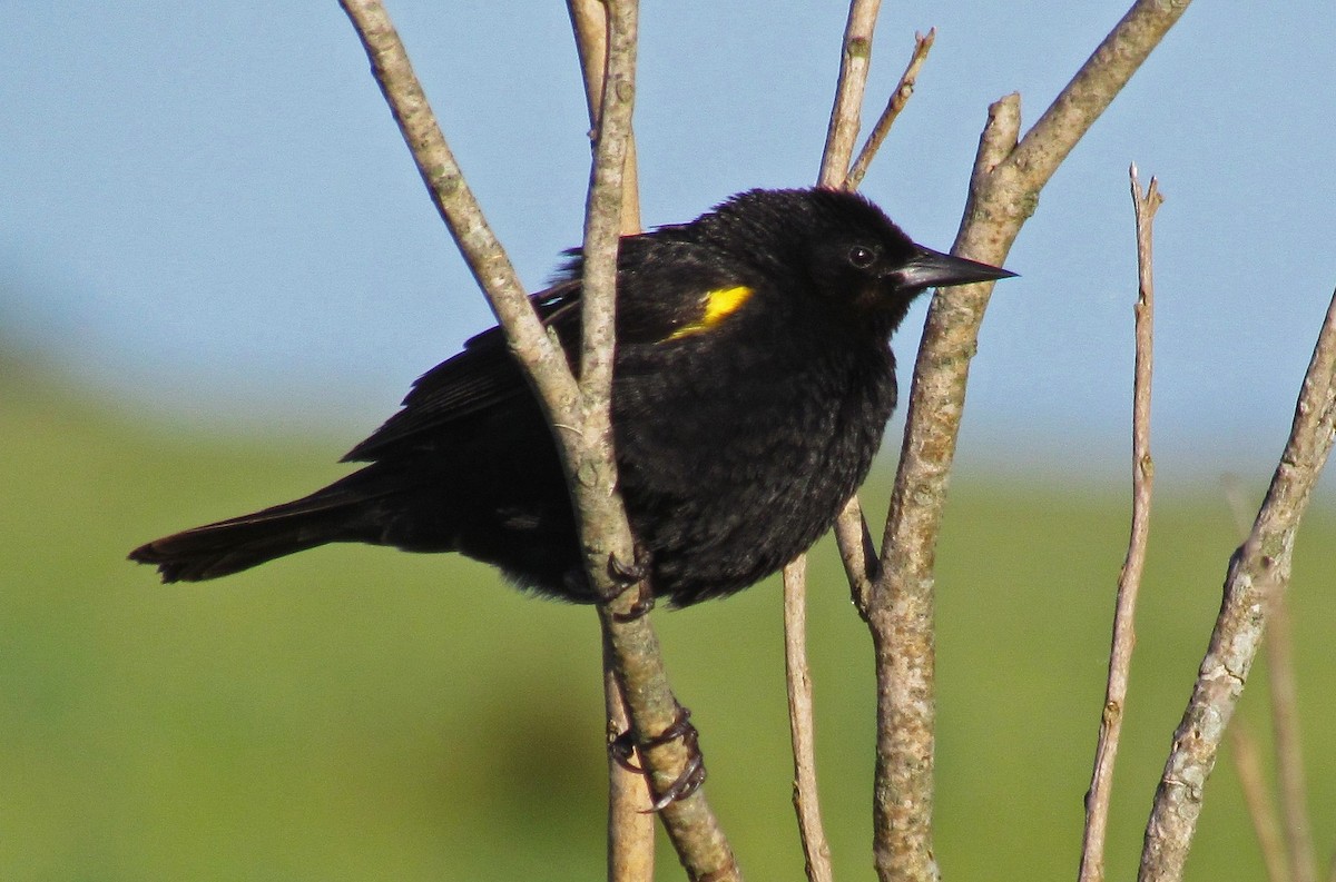 Yellow-winged Blackbird - Hugo Hulsberg