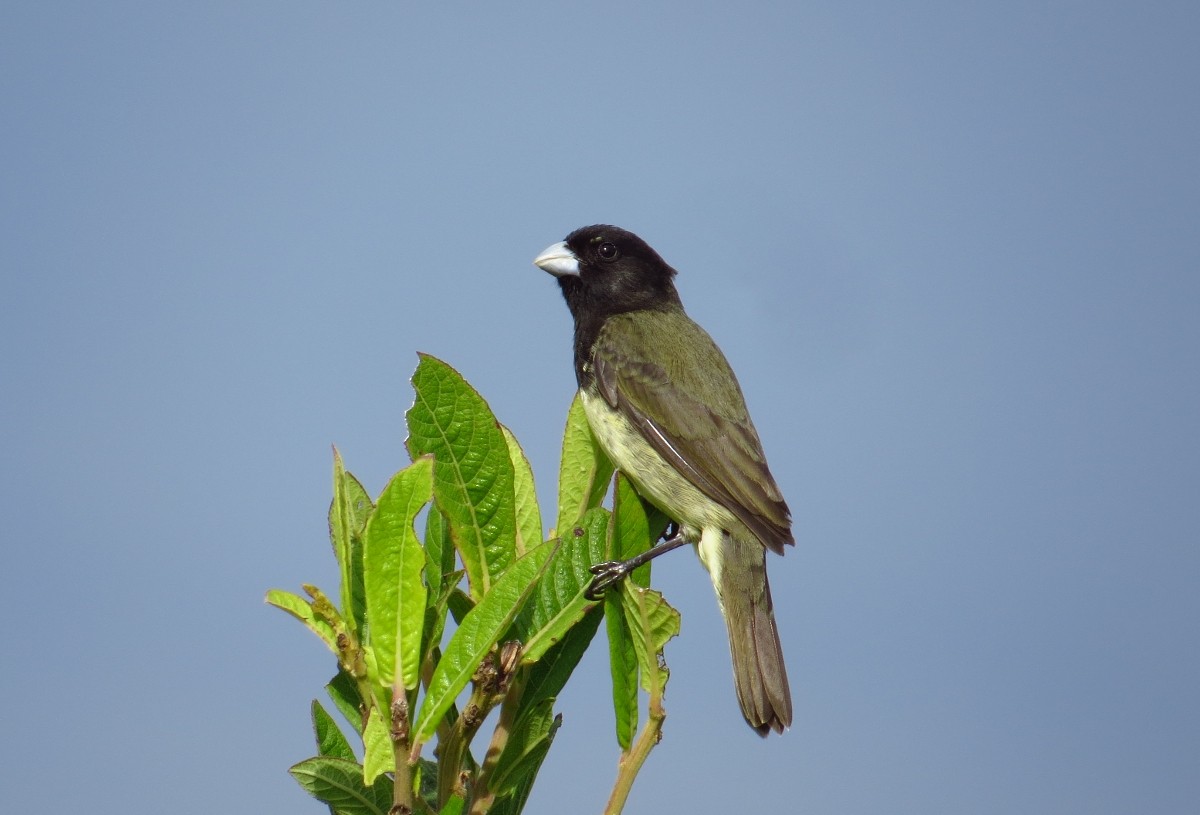 Yellow-bellied Seedeater - ML91306911