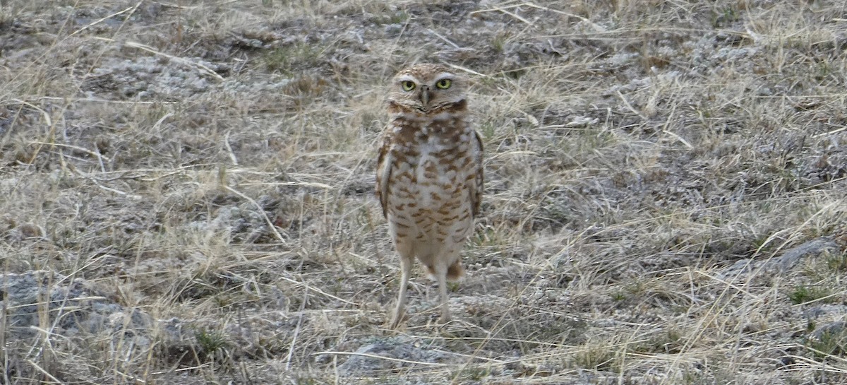 Burrowing Owl (Western) - Peter Murray