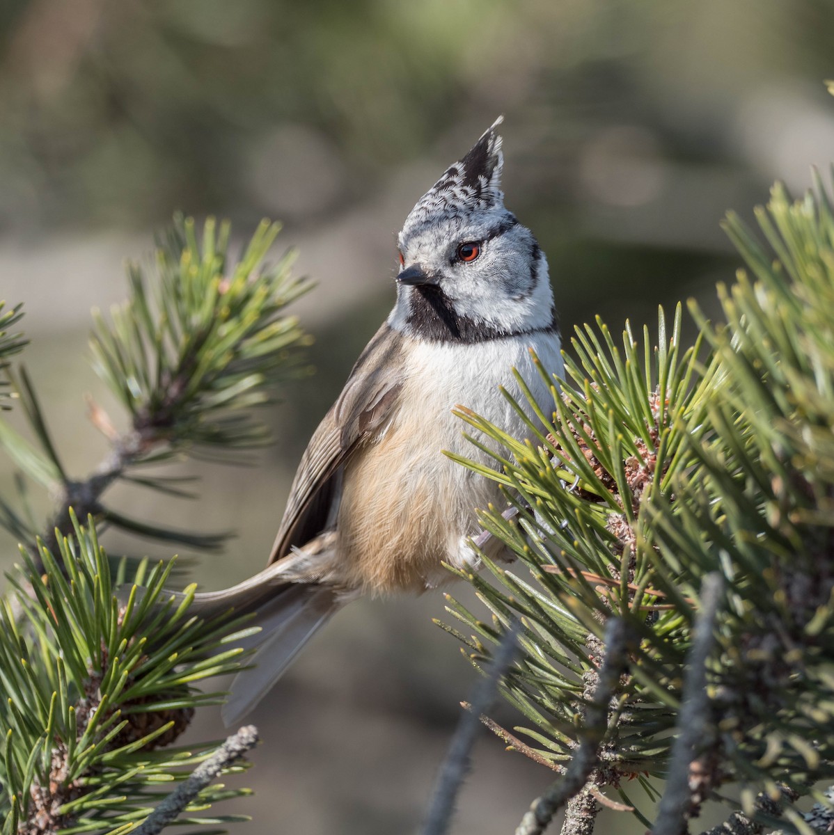 Crested Tit - ML91309601