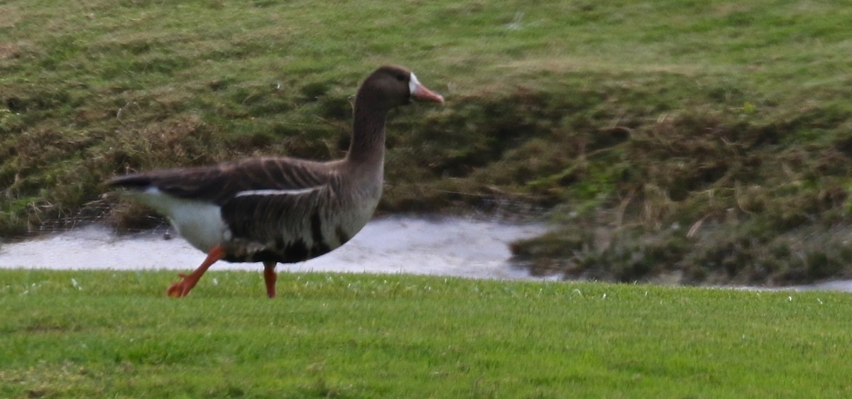 Greater White-fronted Goose - ML91313901