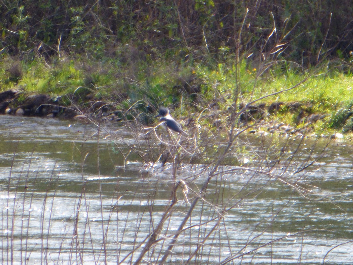Belted Kingfisher - ML91314791