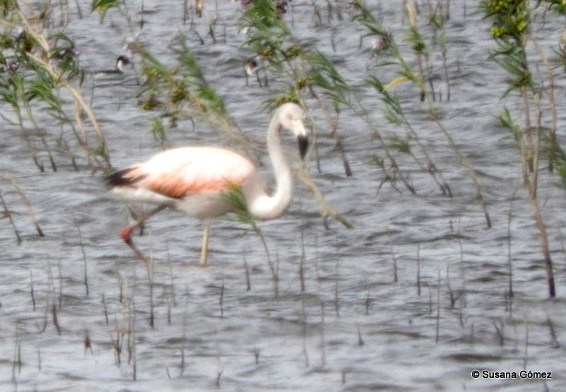 Chilean Flamingo - ML91315761