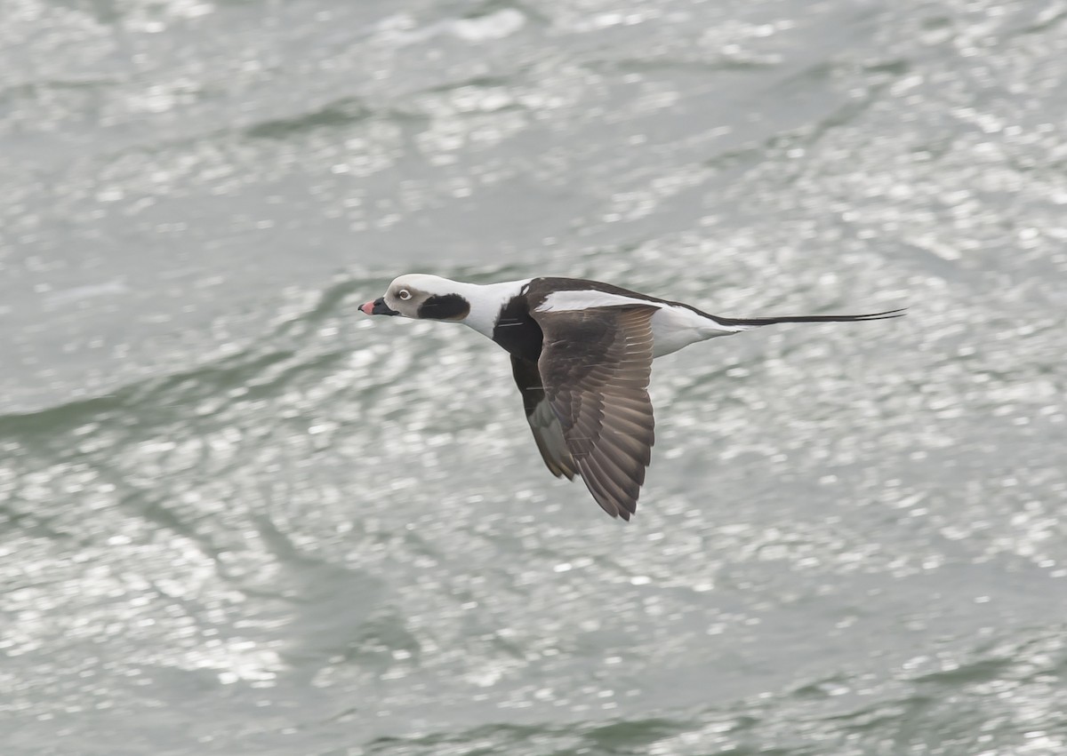 Long-tailed Duck - ML91316491