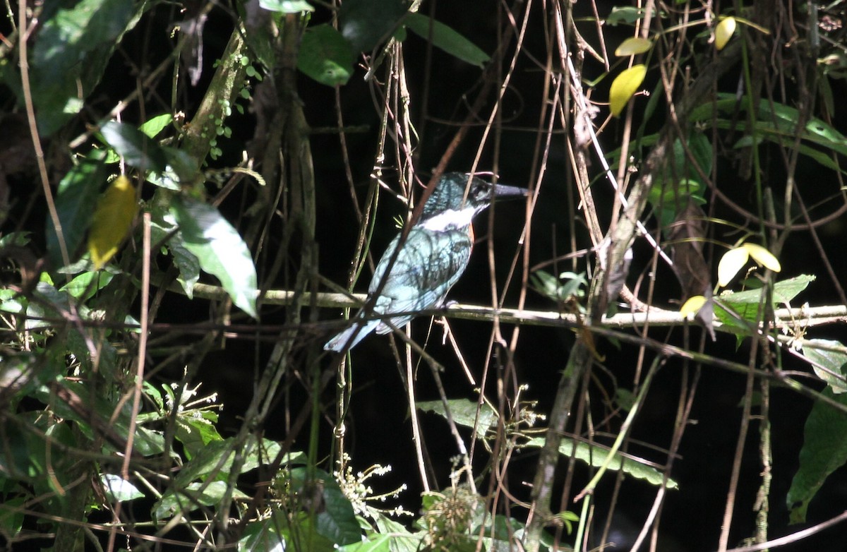 Amazon Kingfisher - Don Coons