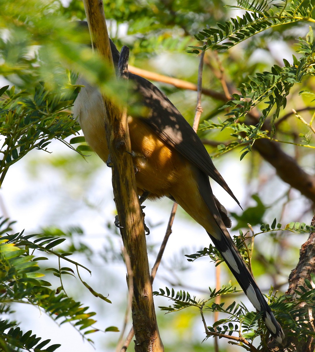 Mangrove Cuckoo - Harold Brewer