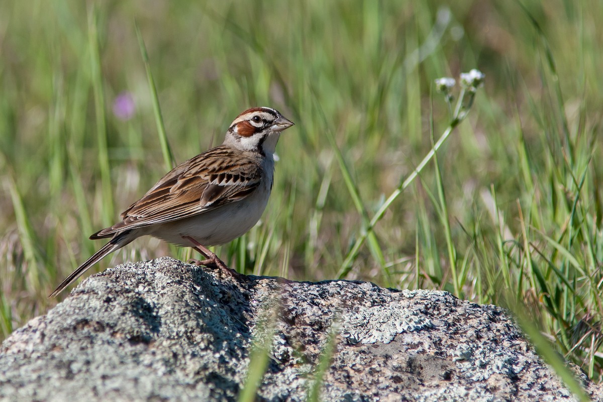 Lark Sparrow - John Nolley