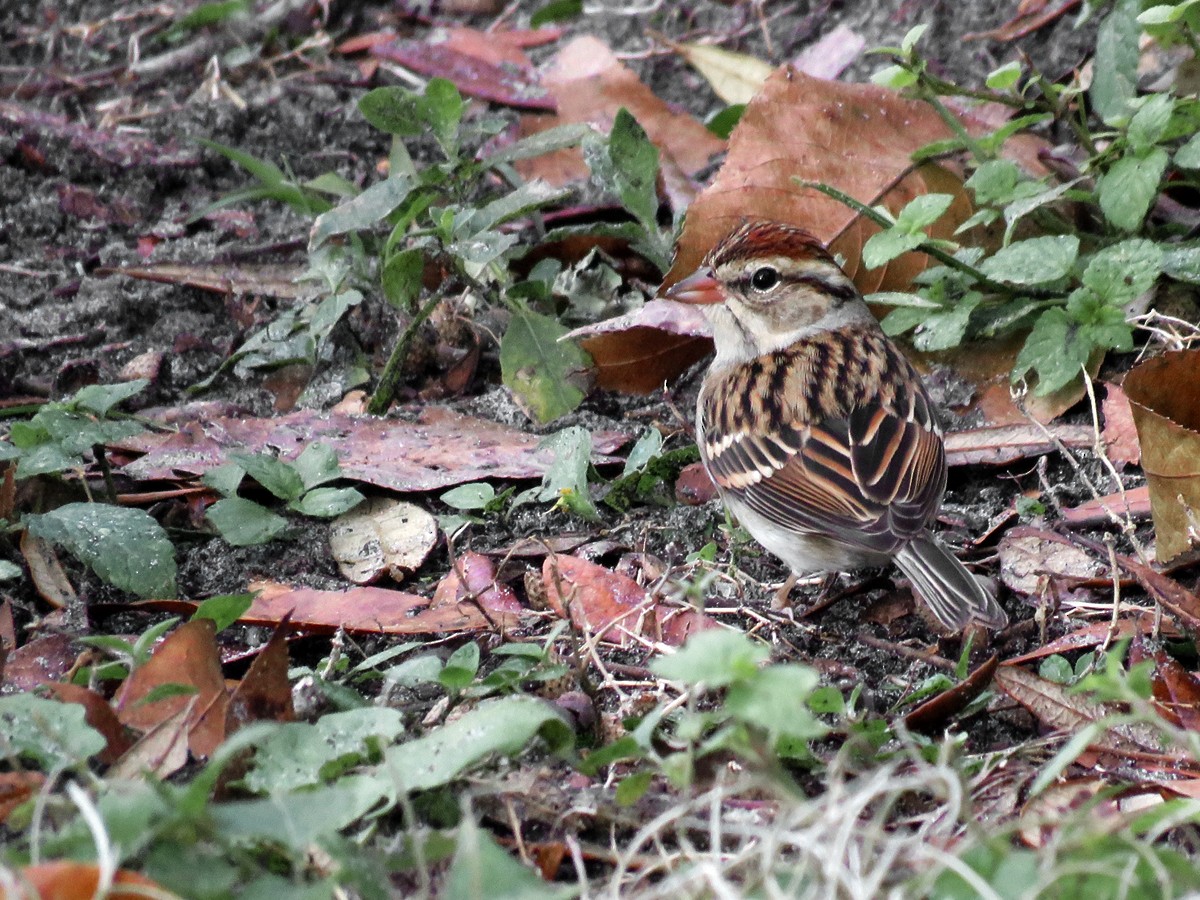 Chipping Sparrow - ML91322871