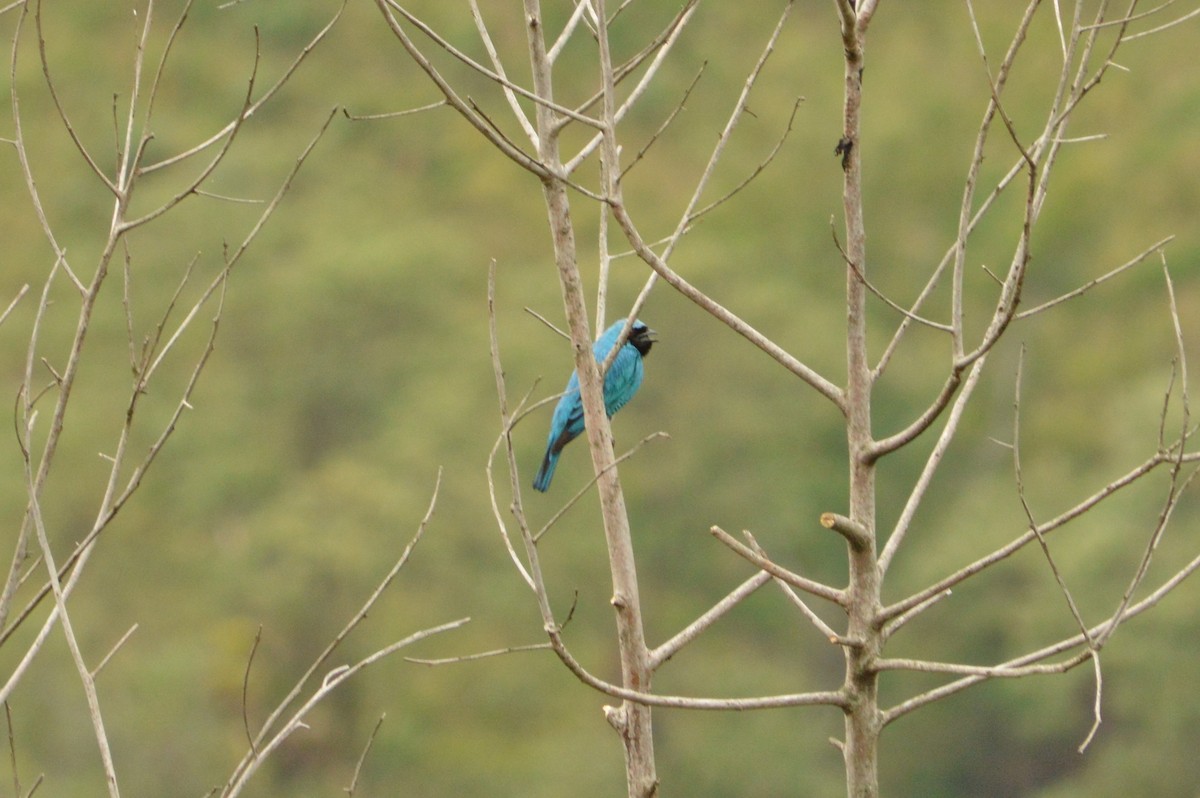 Swallow Tanager - ML91324521