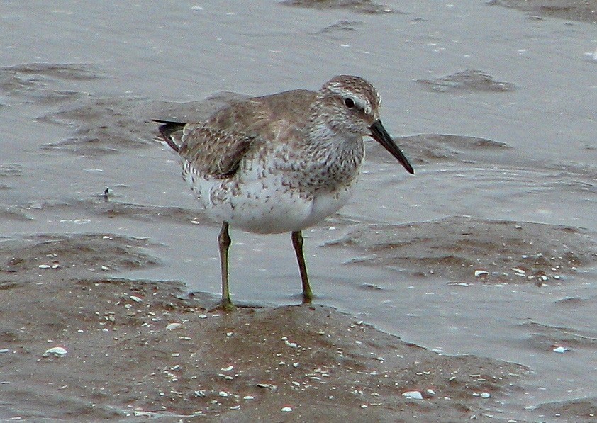 Red Knot - ML91324861