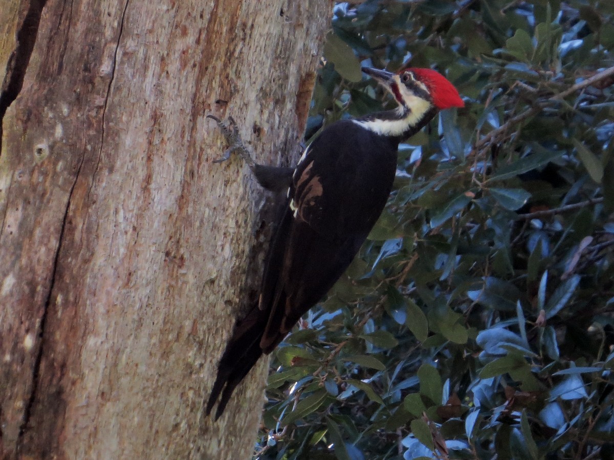 Pileated Woodpecker - ML91325381