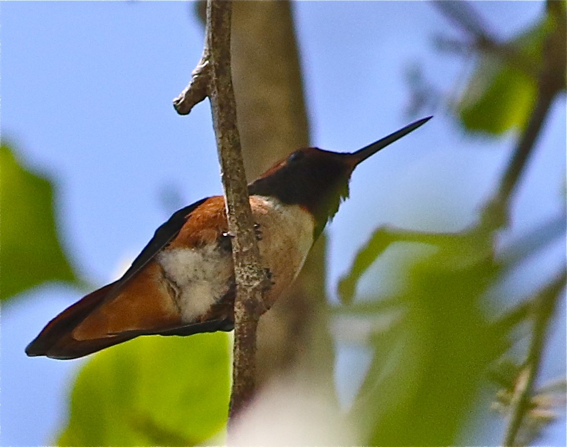 Rufous Hummingbird - Don Roberson