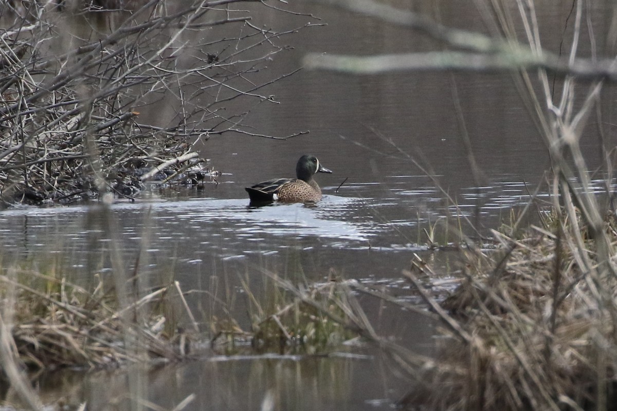 Blue-winged Teal - Trudy Rottino