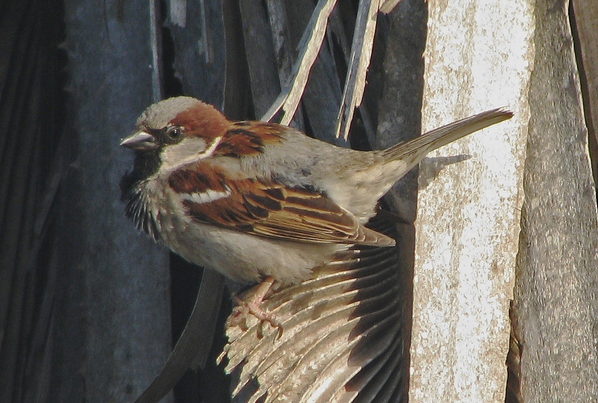House Sparrow - Hugo Hulsberg
