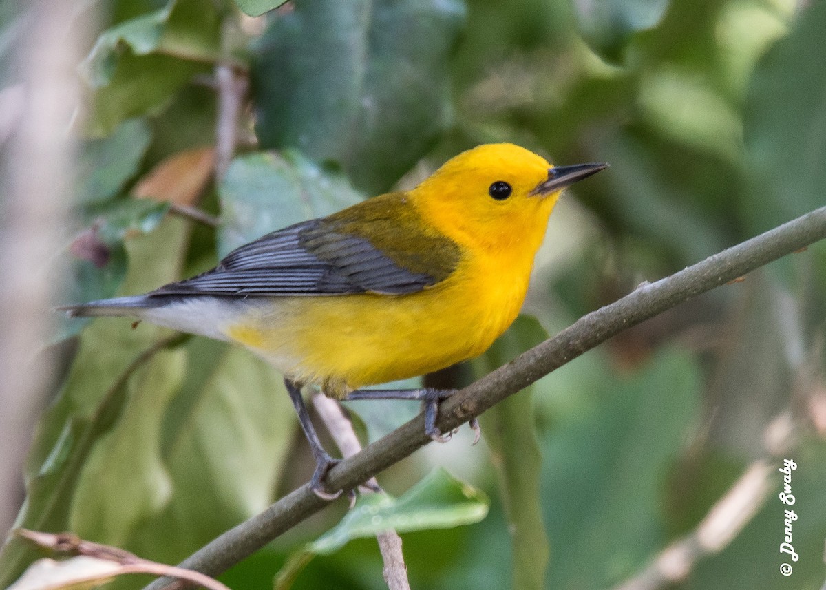 Prothonotary Warbler - Denny Swaby