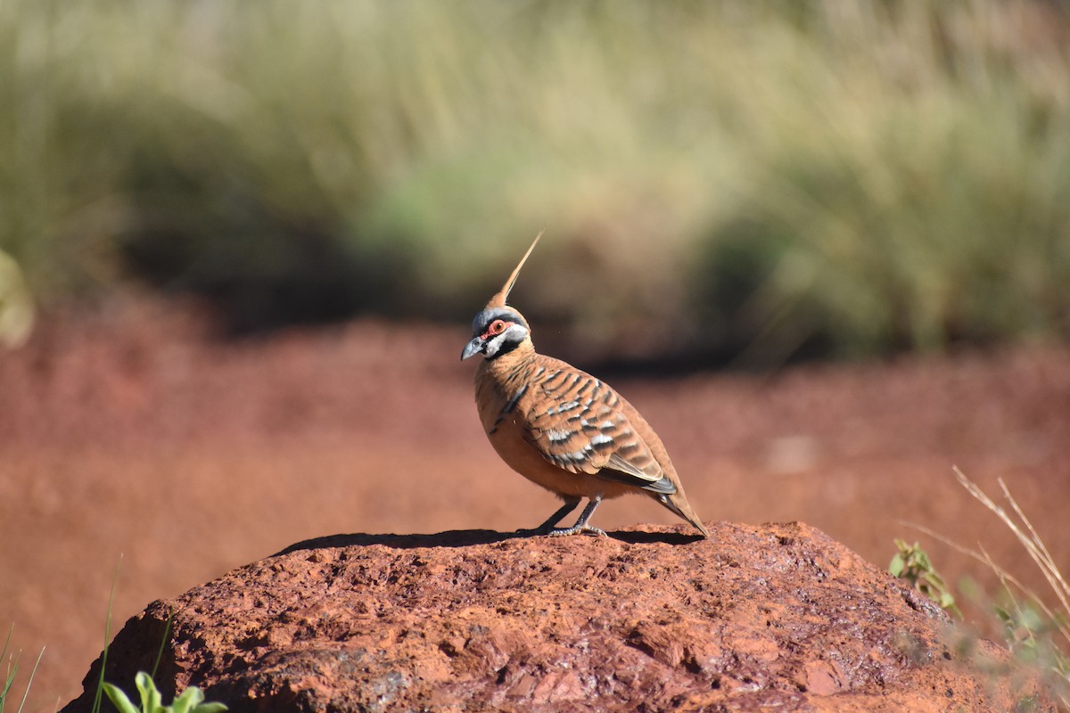 Spinifex Pigeon - ML91329671