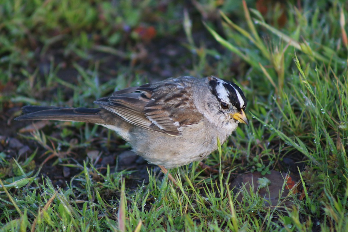 White-crowned Sparrow - Heidi Regier
