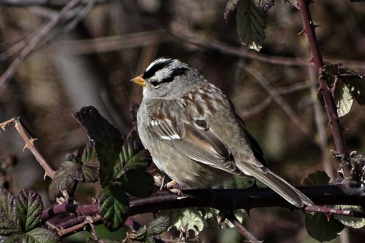 White-crowned Sparrow (Gambel's) - Diane Rose