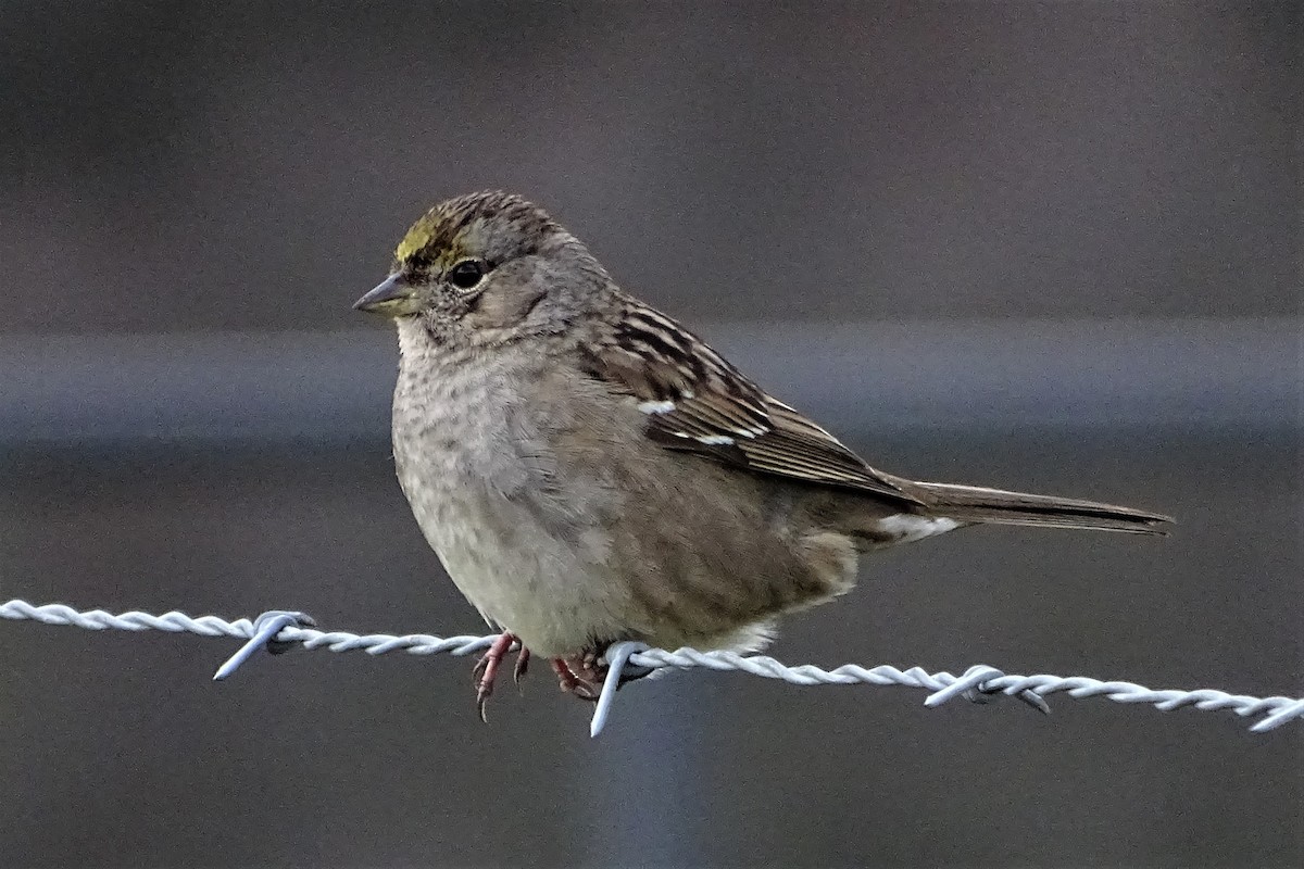 Golden-crowned Sparrow - Diane Rose