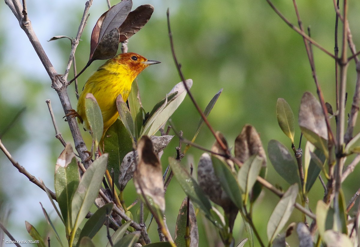 Yellow Warbler (Mangrove) - Cameron Rutt