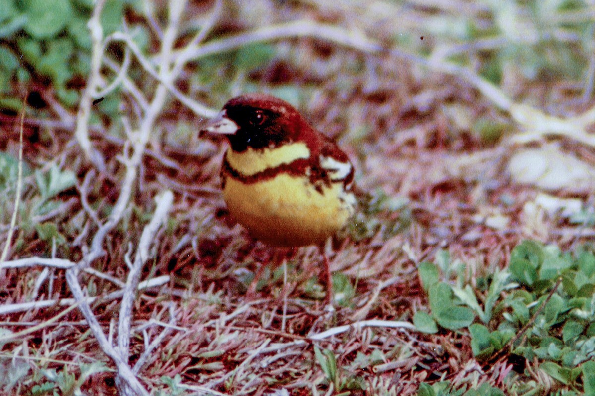 Yellow-breasted Bunting - Tommy Pedersen