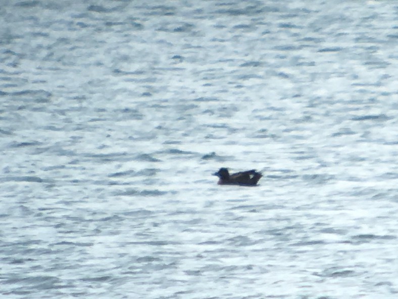 White-winged Scoter - Renner Anderson