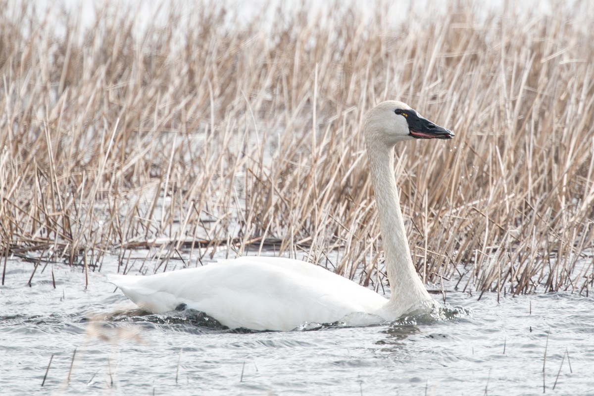 Tundra Swan (Whistling) - ML91342521