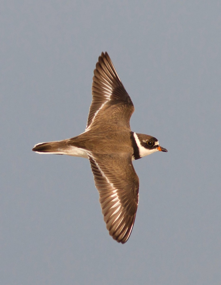 Semipalmated Plover - ML91344081