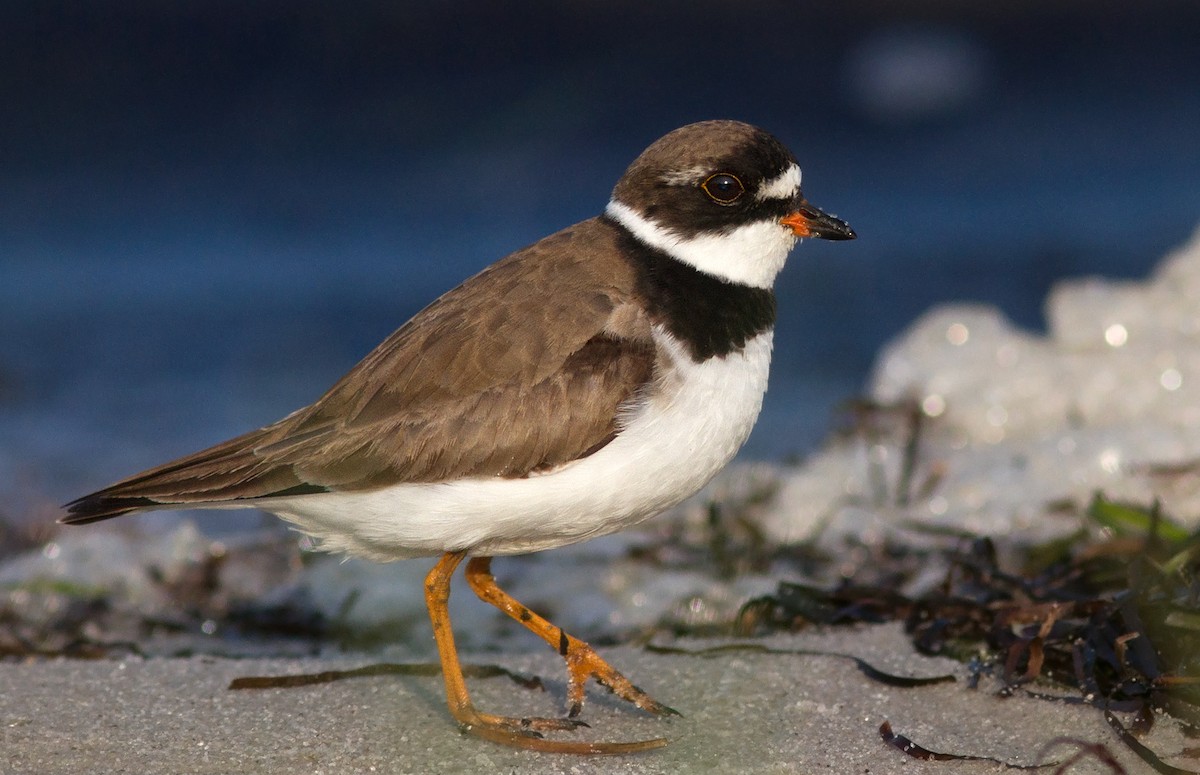 Semipalmated Plover - ML91344091