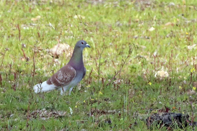 Rock Pigeon (Feral Pigeon) - ML91344201