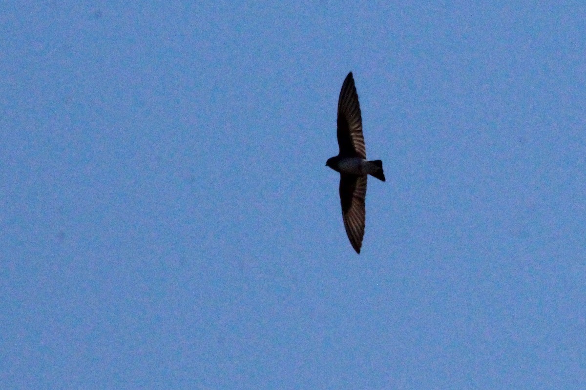 Northern Rough-winged Swallow - David Lerwill