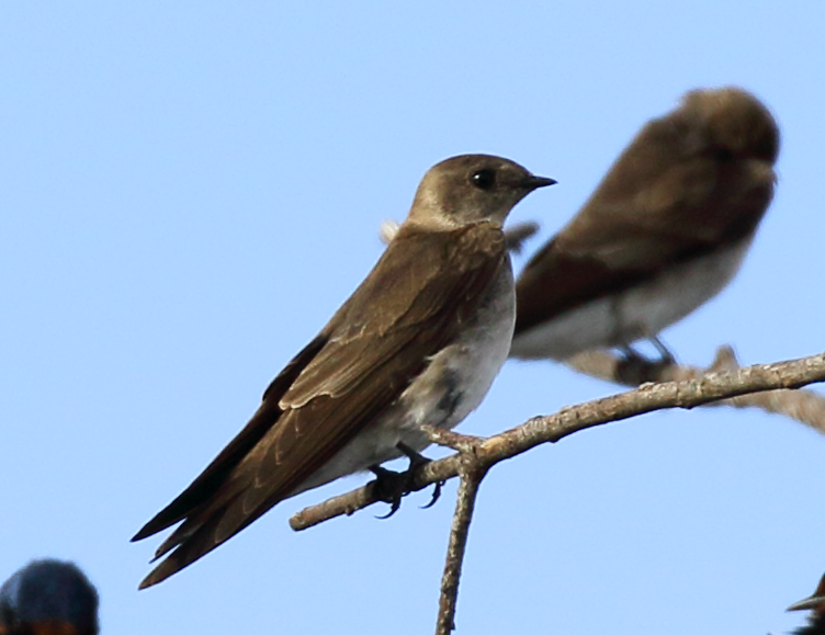 Northern Rough-winged Swallow - ML91347651