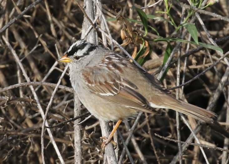 White-crowned Sparrow - ML91348341