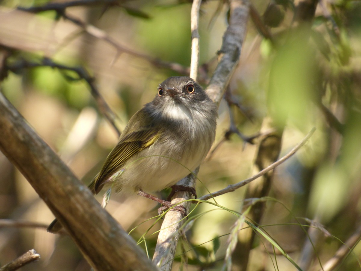 Pearly-vented Tody-Tyrant - ML91348841