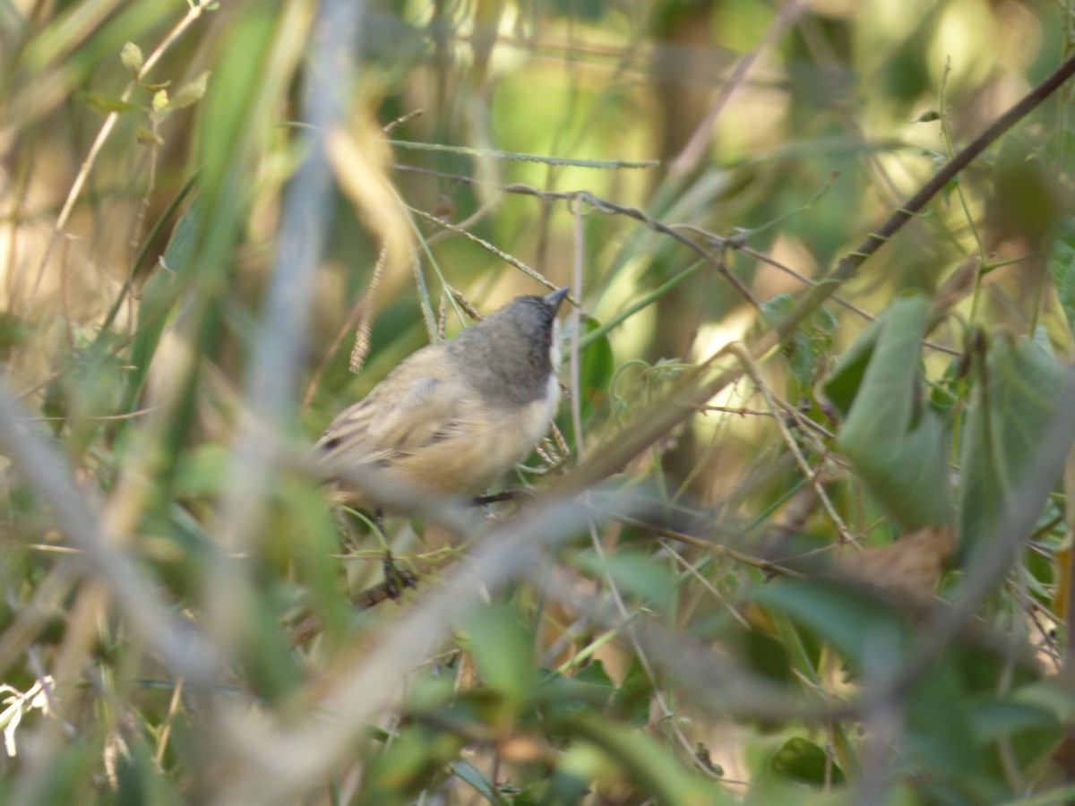 Black-capped Warbling Finch - ML91348971