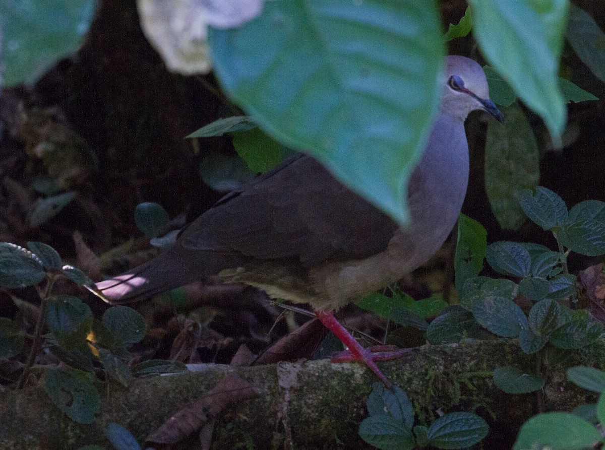 White-tipped Dove - Don Coons