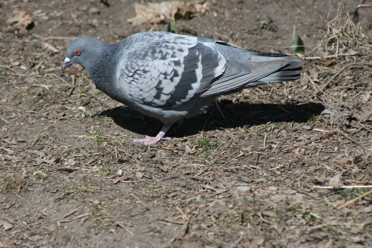 Rock Pigeon (Feral Pigeon) - ML91349771