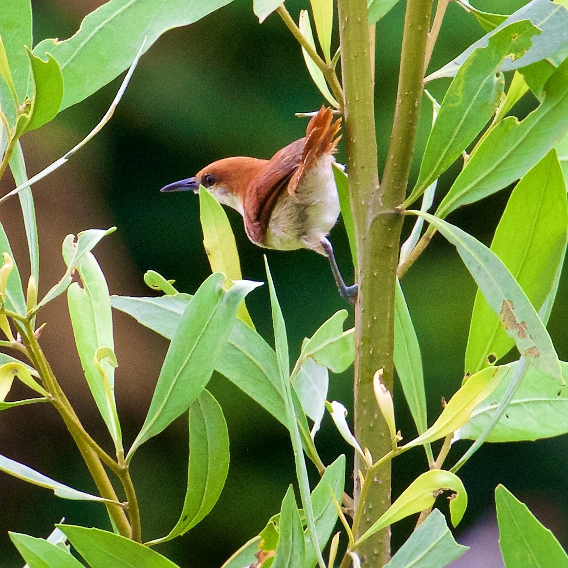 Red-and-white Spinetail - ML91354101