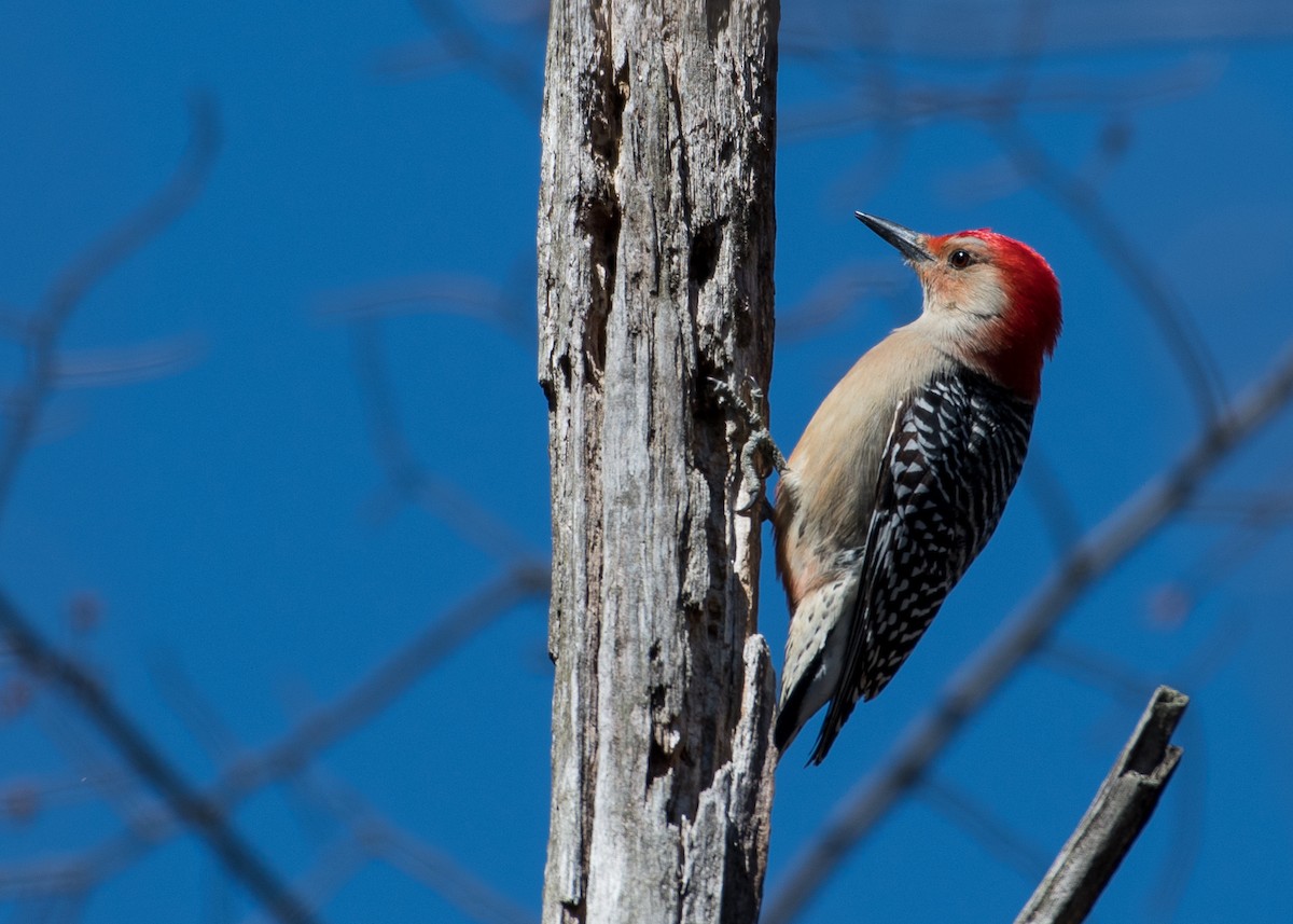 Red-bellied Woodpecker - Sheila and Ed Bremer