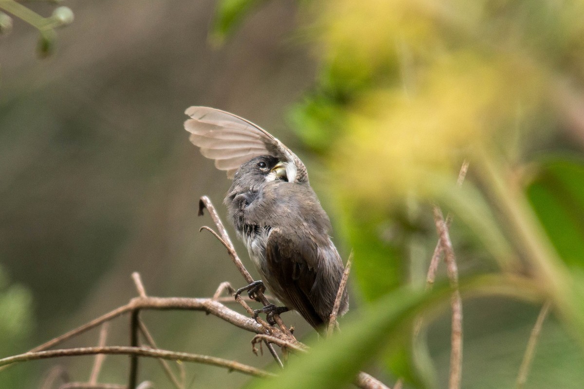 Double-collared Seedeater - ML91355941