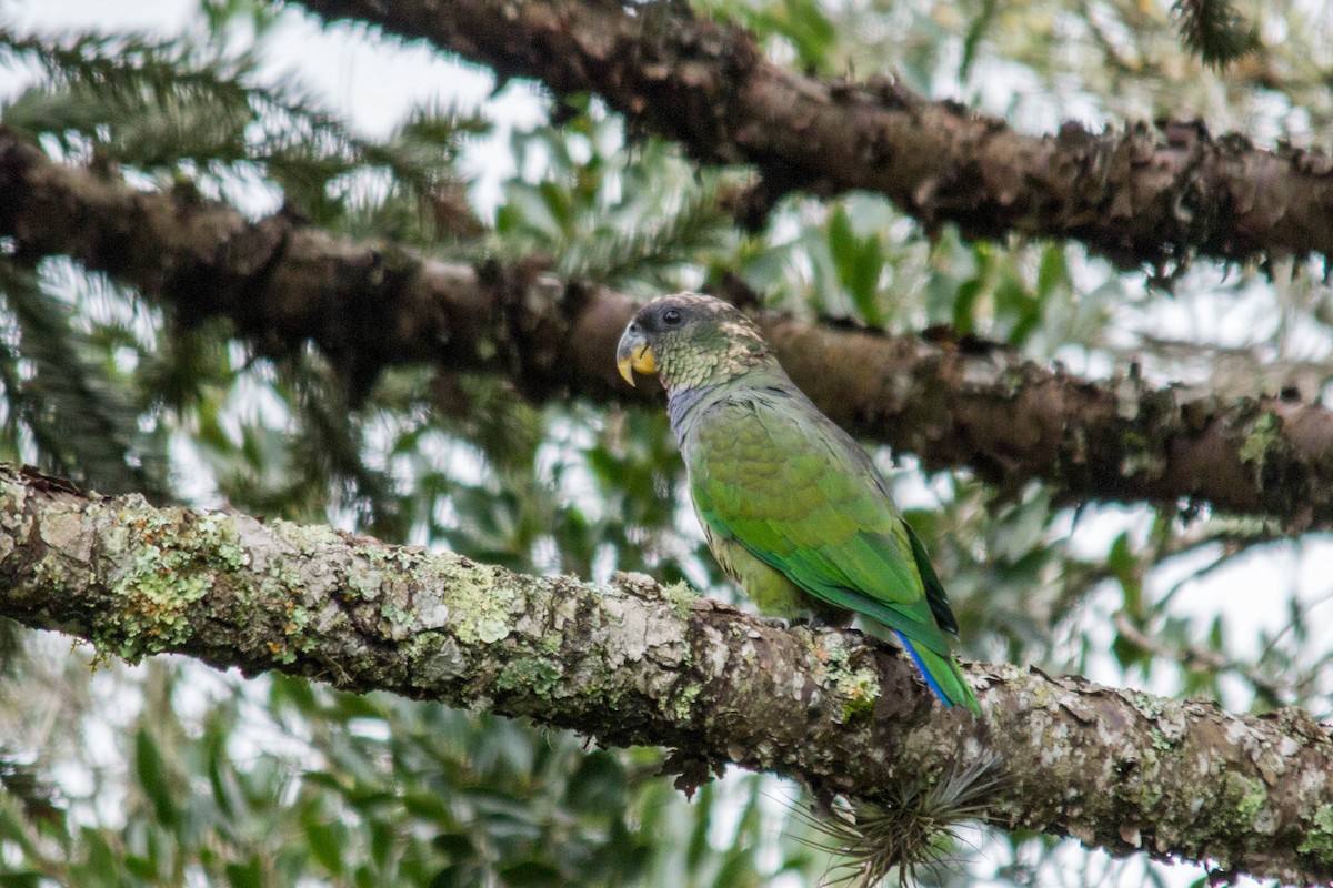 Scaly-headed Parrot - ML91356591