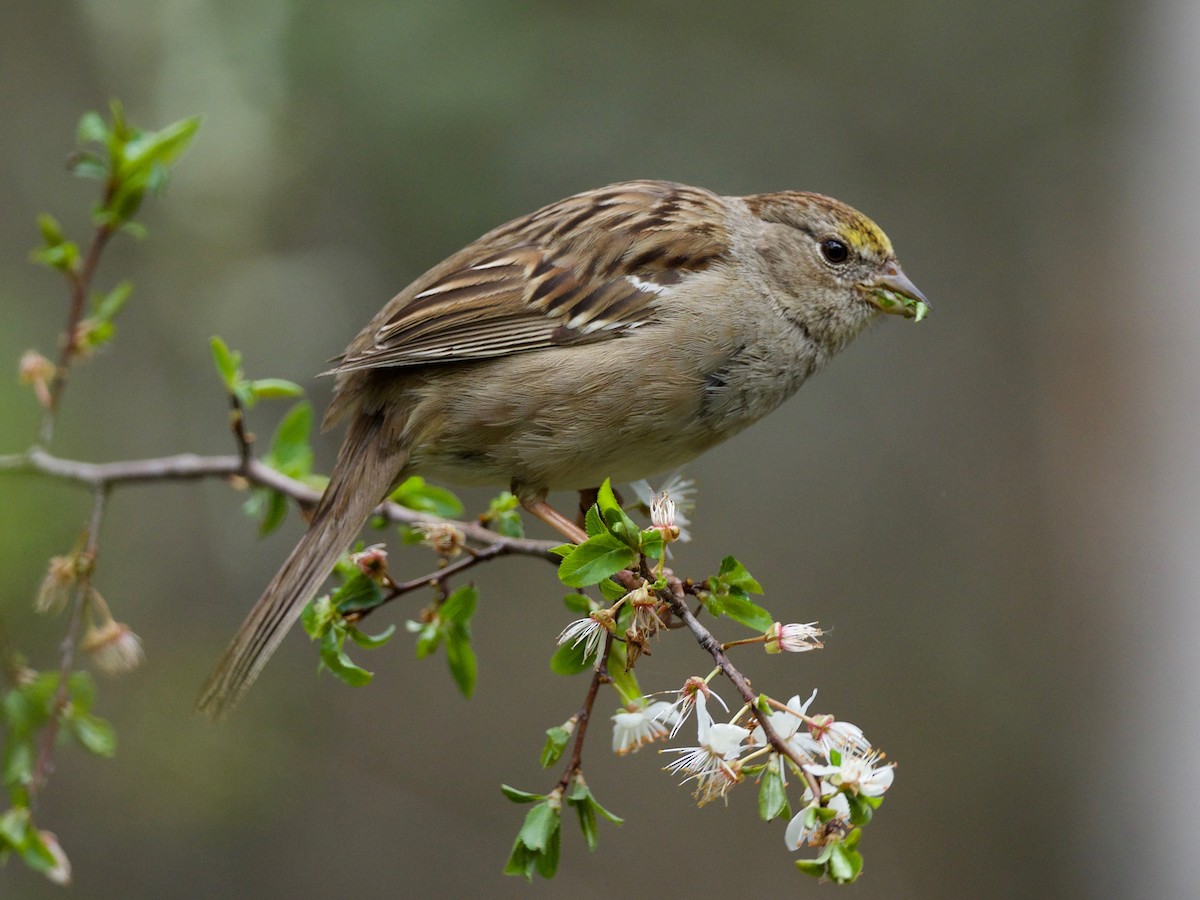Golden-crowned Sparrow - Steven Hunter