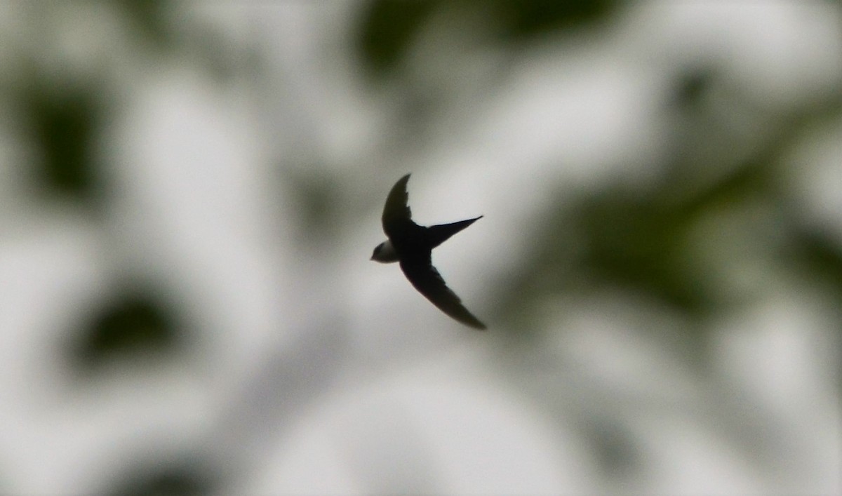 Lesser Swallow-tailed Swift - javier lopez