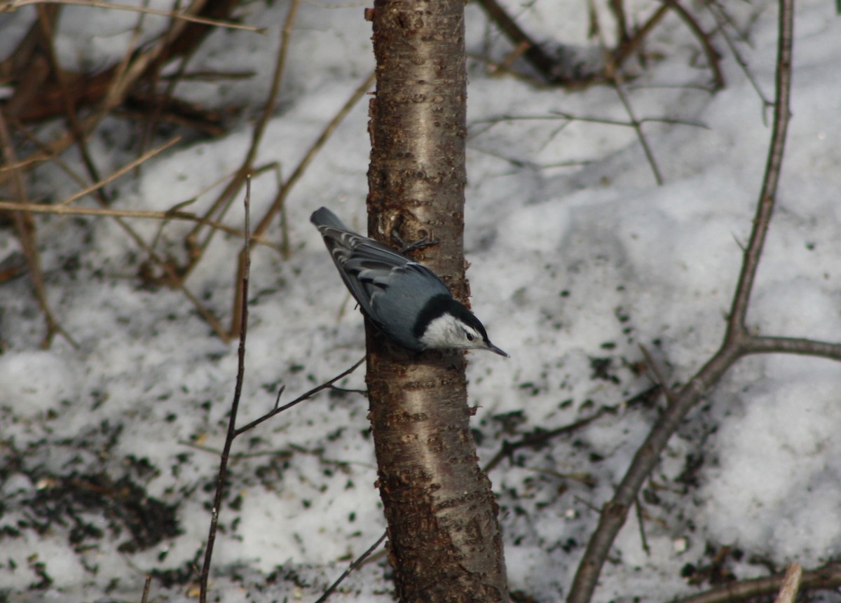 White-breasted Nuthatch - ML91361371