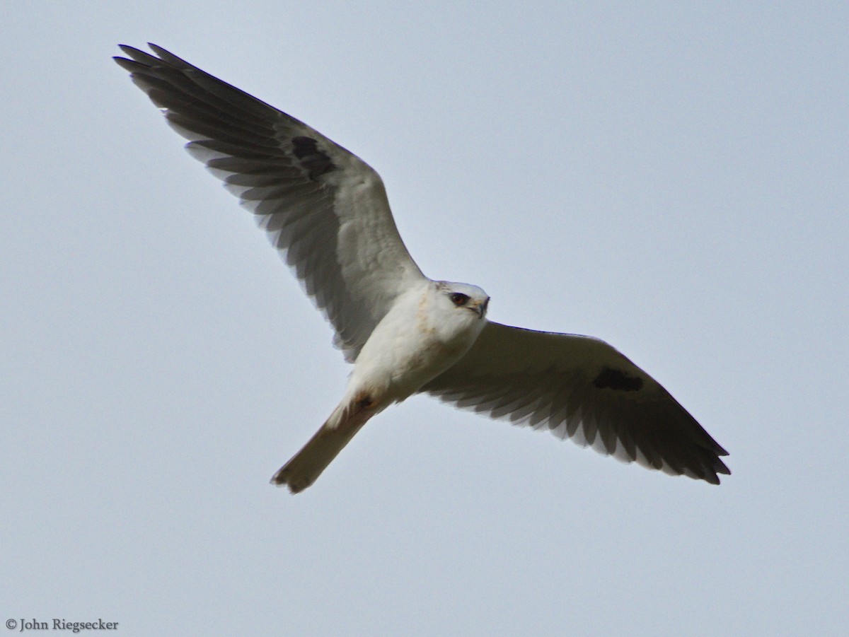 White-tailed Kite - ML91362911