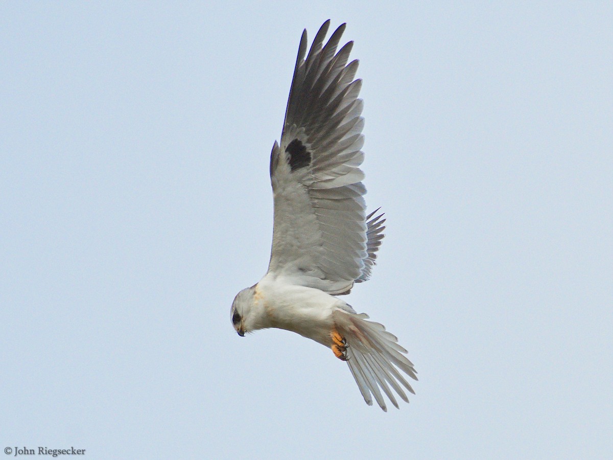 White-tailed Kite - ML91362991