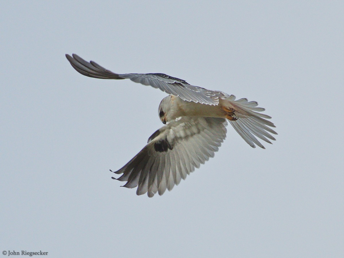 White-tailed Kite - ML91363041