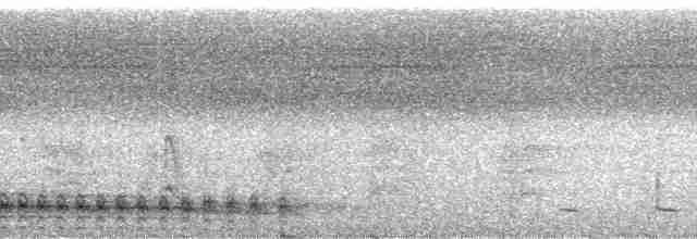 Бурый павлиний фазан - ML91364