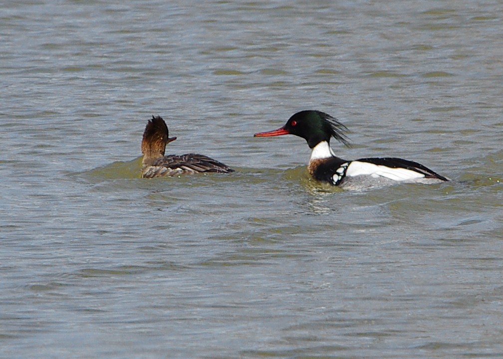 Red-breasted Merganser - Mary Caldwell