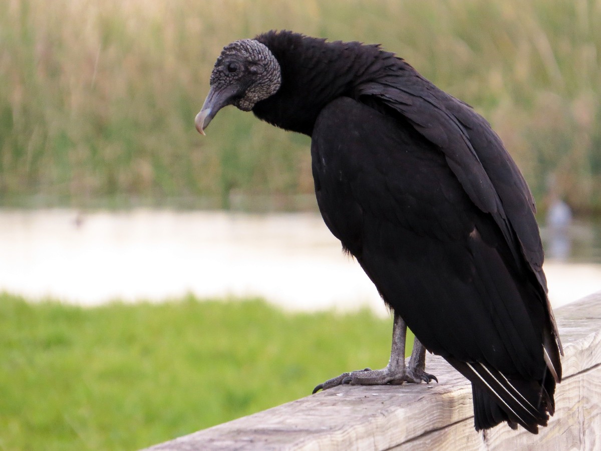 Black Vulture - Amy Evenstad